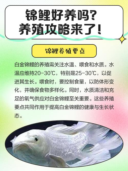 锦鲤 池塘 养殖技术-图1