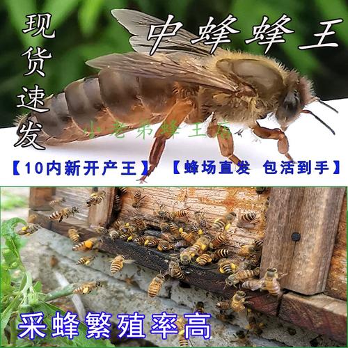 什么中蜂品种适合养强群?-图2 什么中蜂品种适合养强群?-图2