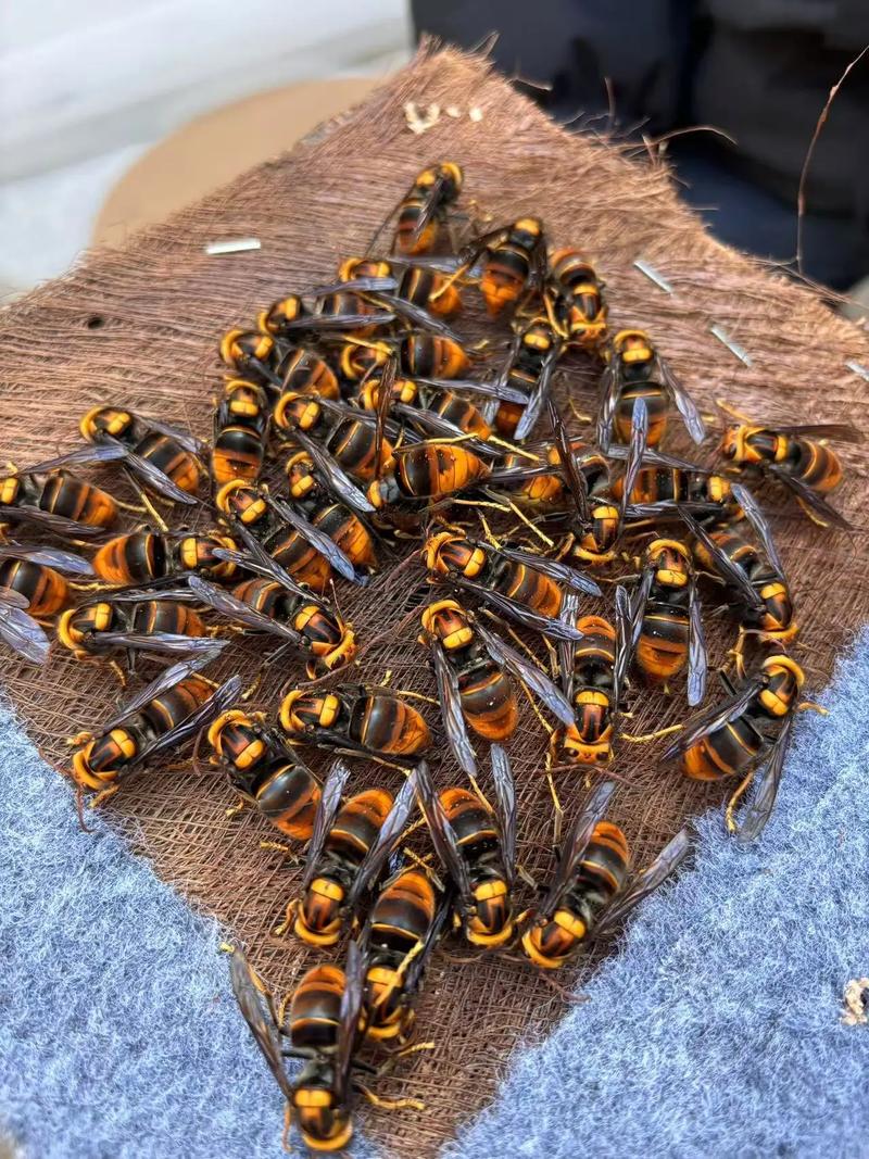 什么中蜂品种适合养强群?-图3 什么中蜂品种适合养强群?-图3