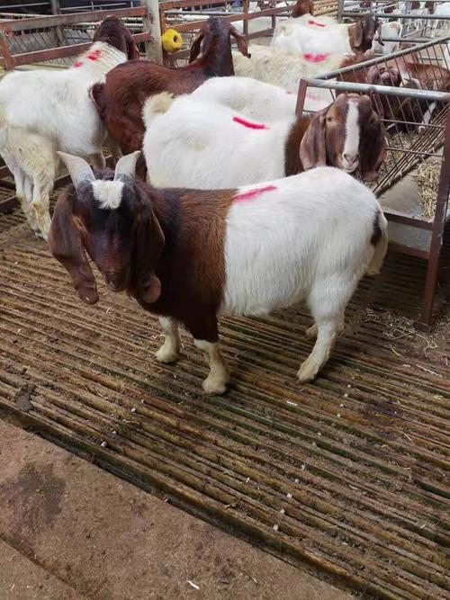 2012年波尔山羊价格具体是多少？-图2