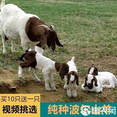 2012年波尔山羊价格具体是多少？-图3