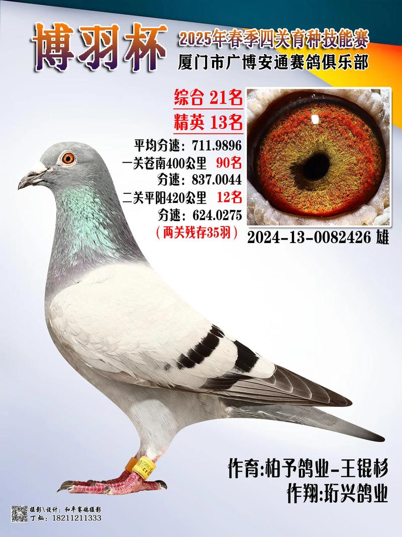 2025江西肉鸽价格-图1