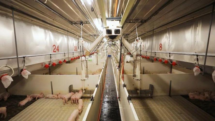 2025养猪技术视频有哪些新突破?-图1 2025养猪技术视频有哪些新突破?-图1