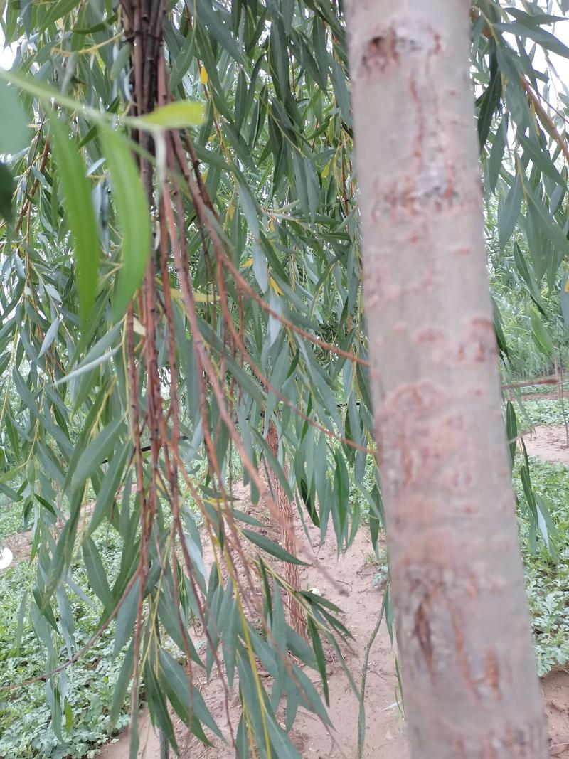 2025金蝉养殖技术有哪些新突破？-图1