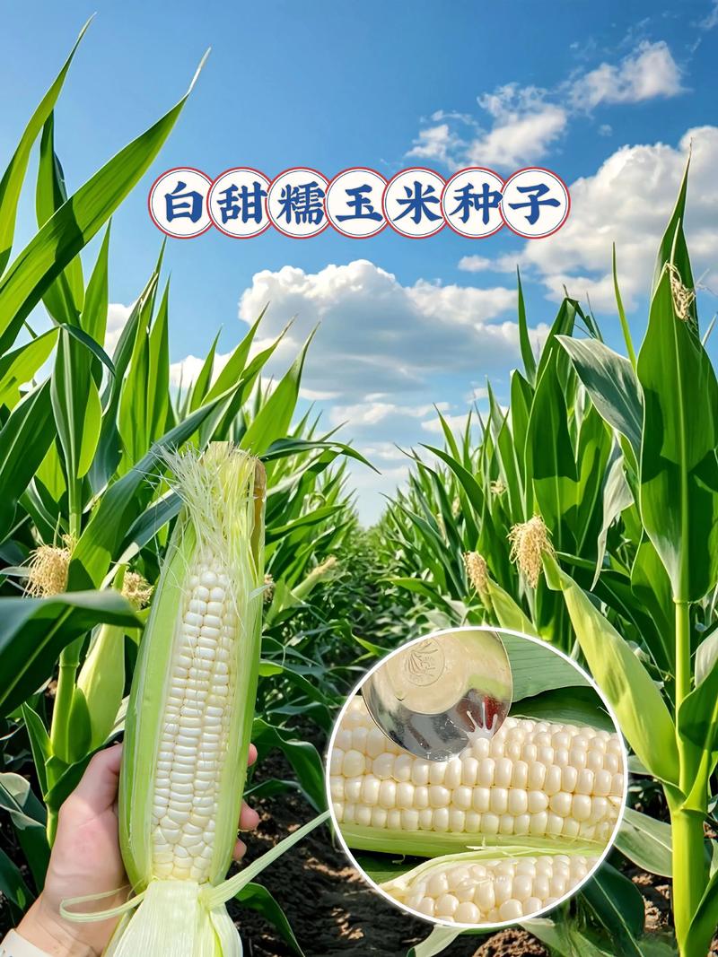 糯玉米种子哪种品种更优质?-图1 糯玉米种子哪种品种更优质?-图1