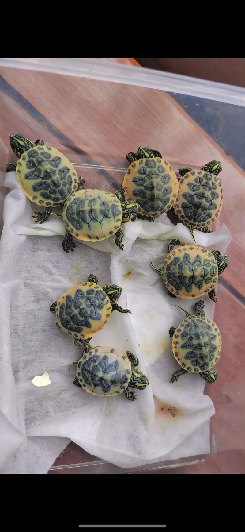 2025火焰龟苗价格-图1