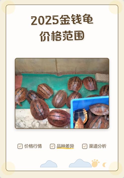 2025火焰龟苗价格-图2
