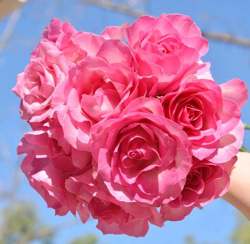 玫瑰花有个品种叫糖果-图2