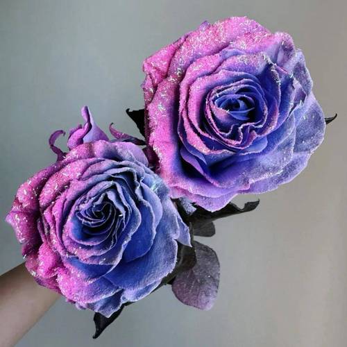 玫瑰花有个品种叫糖果-图3