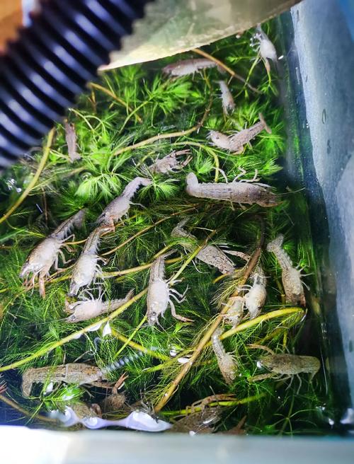 蚯蚓 孵化 技术视频-图3 蚯蚓 孵化 技术视频-图3