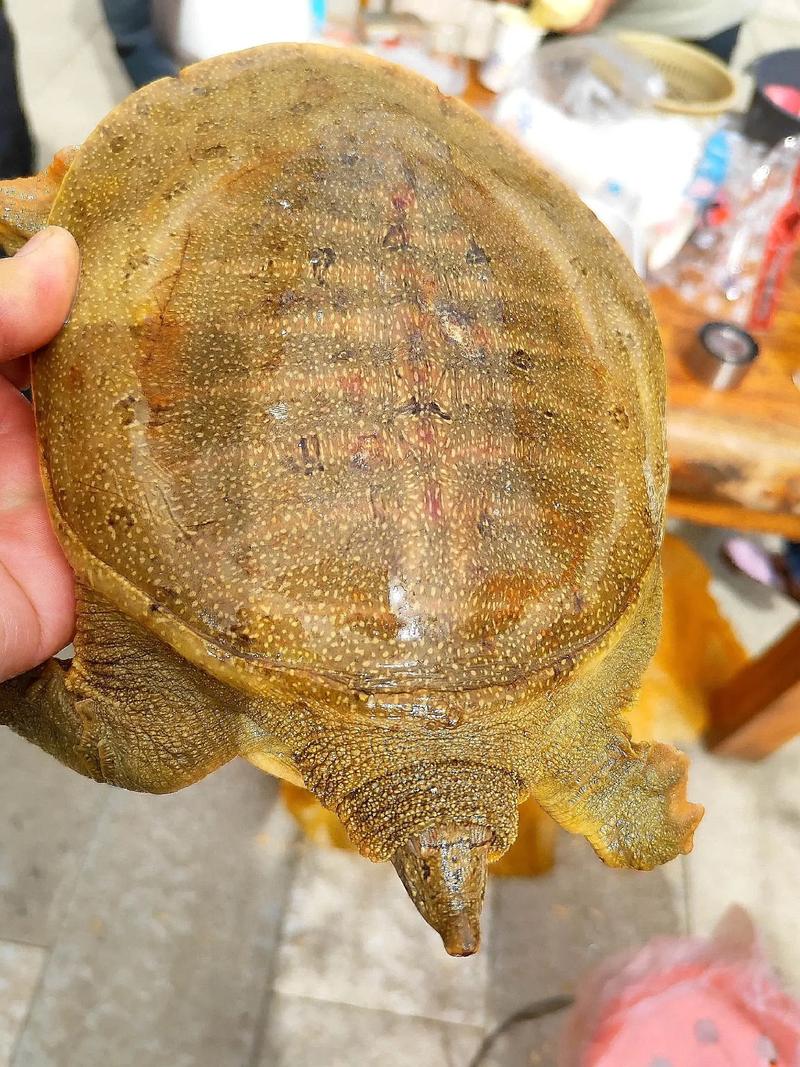 2025年鳖甲最新价格多少钱一斤？-图1