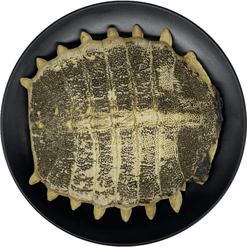 2025年鳖甲最新价格多少钱一斤？-图2