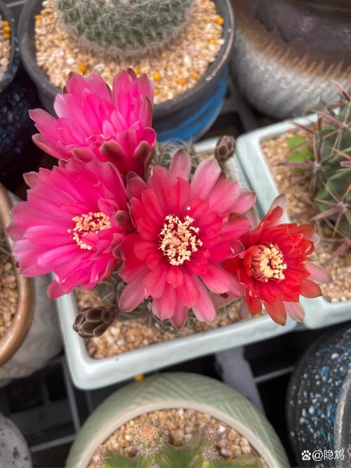 红色仙人掌有哪些常见品种？-图3