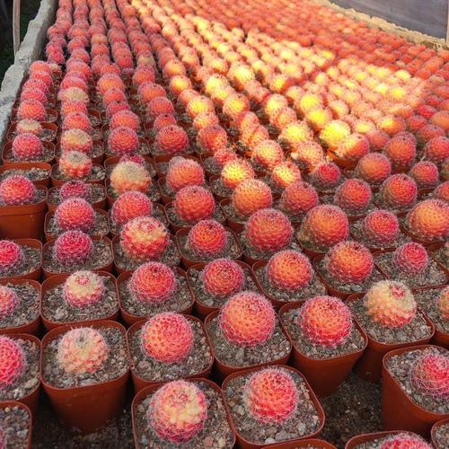 红色仙人掌有哪些常见品种？-图2