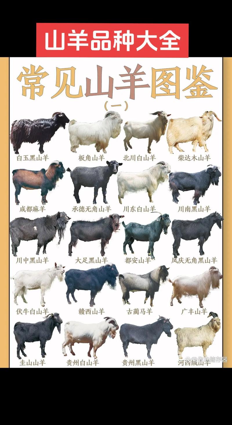 2012年肉羊品种价格行情如何?-图1 2012年肉羊品种价格行情如何?-图1