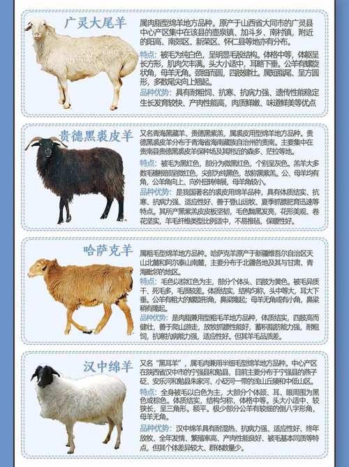 2012年肉羊品种价格行情如何？-图2