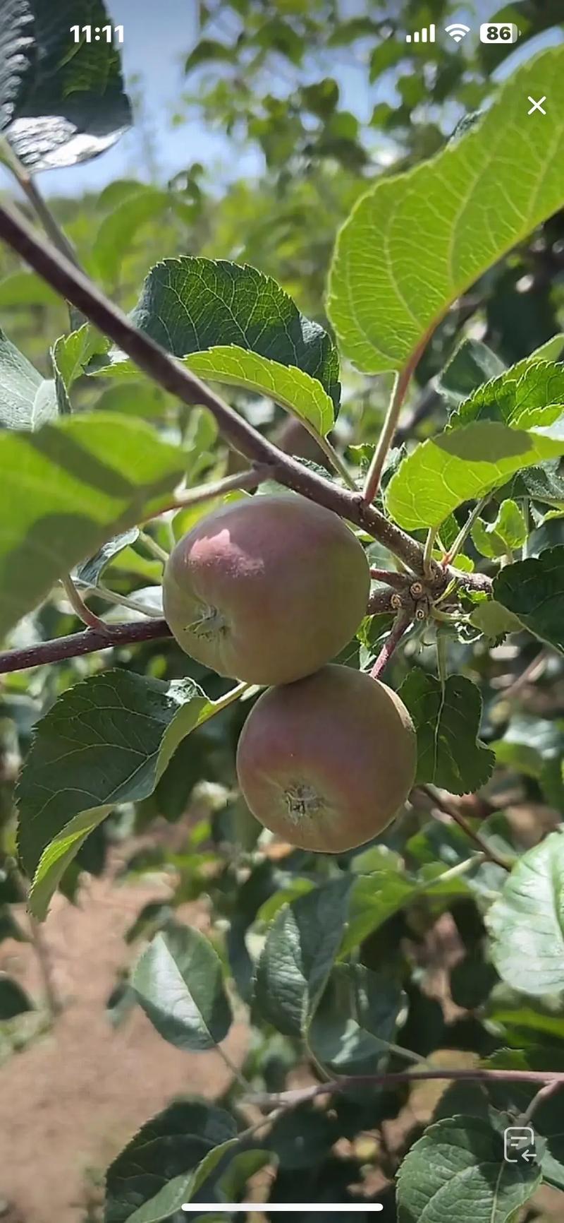 水果种植新品种有哪些?-图2 水果种植新品种有哪些?-图2