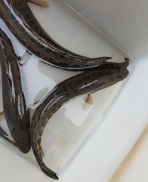 鳝鱼乌鱼泥鳅价格为何有差异？-图2