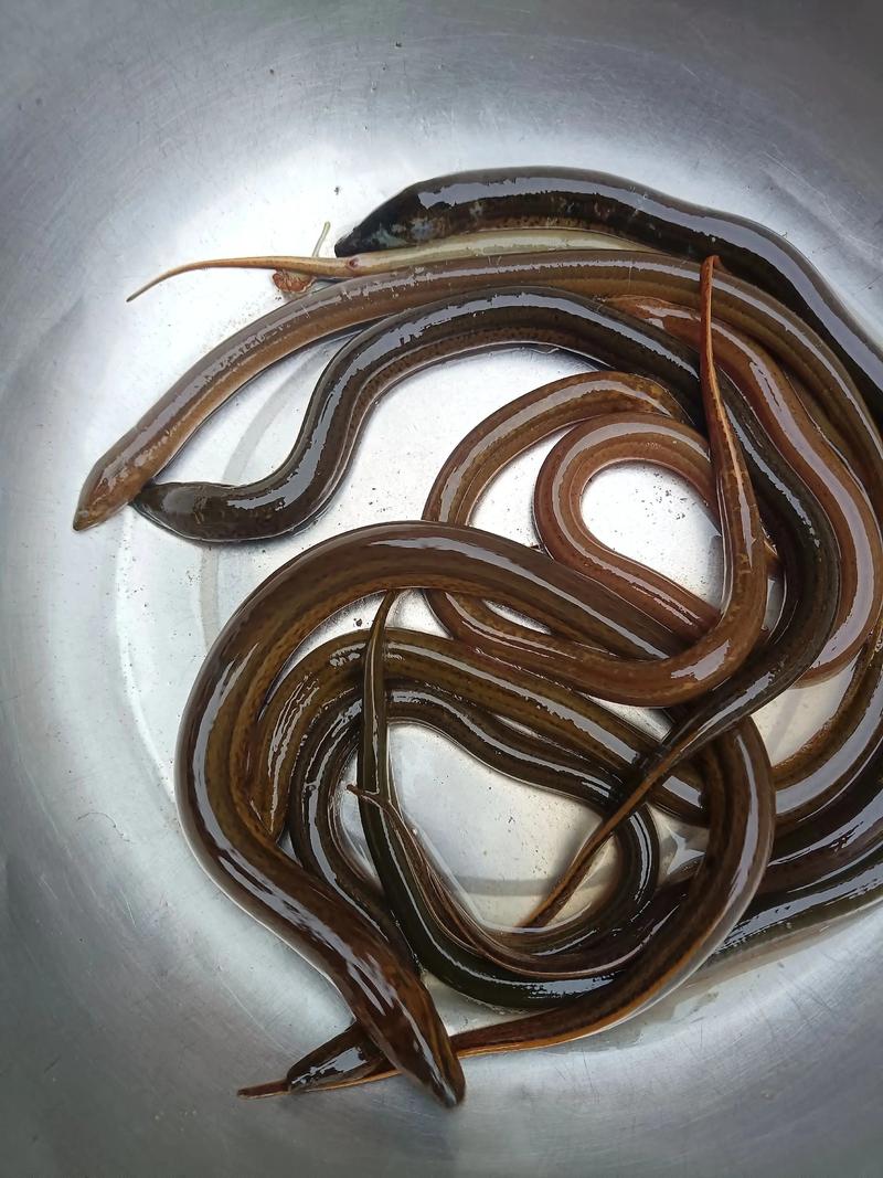 鳝鱼乌鱼泥鳅价格为何有差异？-图1
