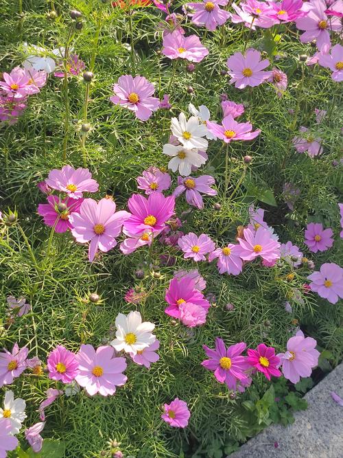 粉色山茶花具体是哪个品种？-图1