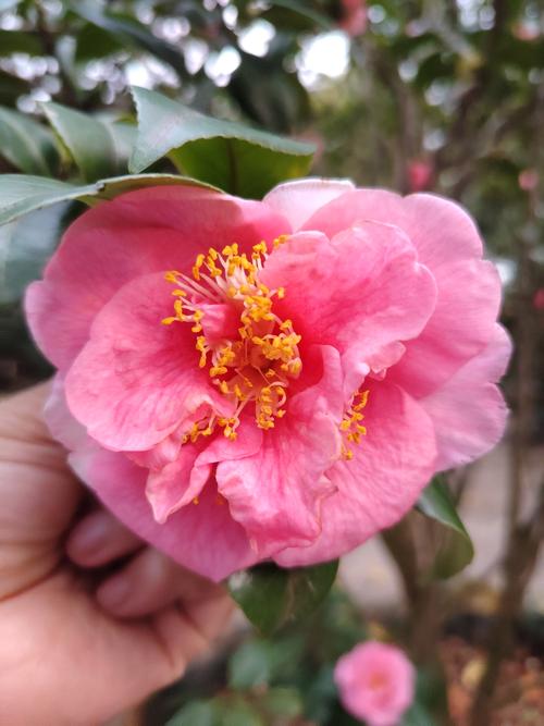 粉色山茶花具体是哪个品种？-图3