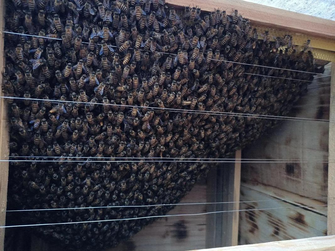 2025新式养蜂技术如何革新传统养蜂业?-图2 2025新式养蜂技术如何革新传统养蜂业?-图2