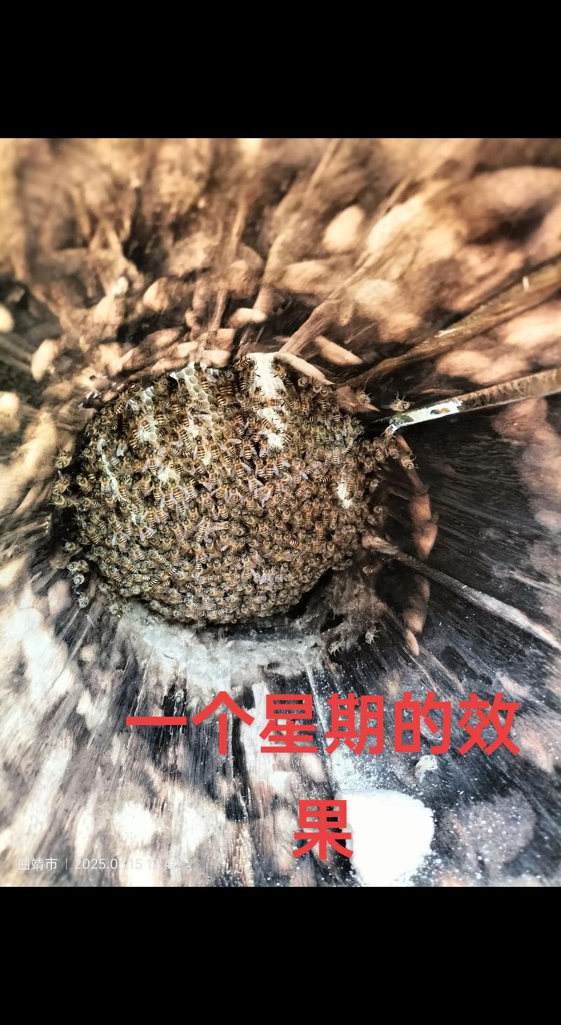 2025新式养蜂技术如何革新传统养蜂业?-图3 2025新式养蜂技术如何革新传统养蜂业?-图3