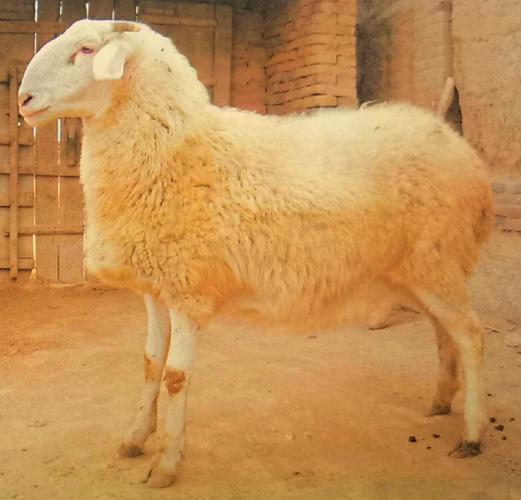 山东小尾寒羊养殖技术有哪些关键要点?-图1 山东小尾寒羊养殖技术有哪些关键要点?-图1