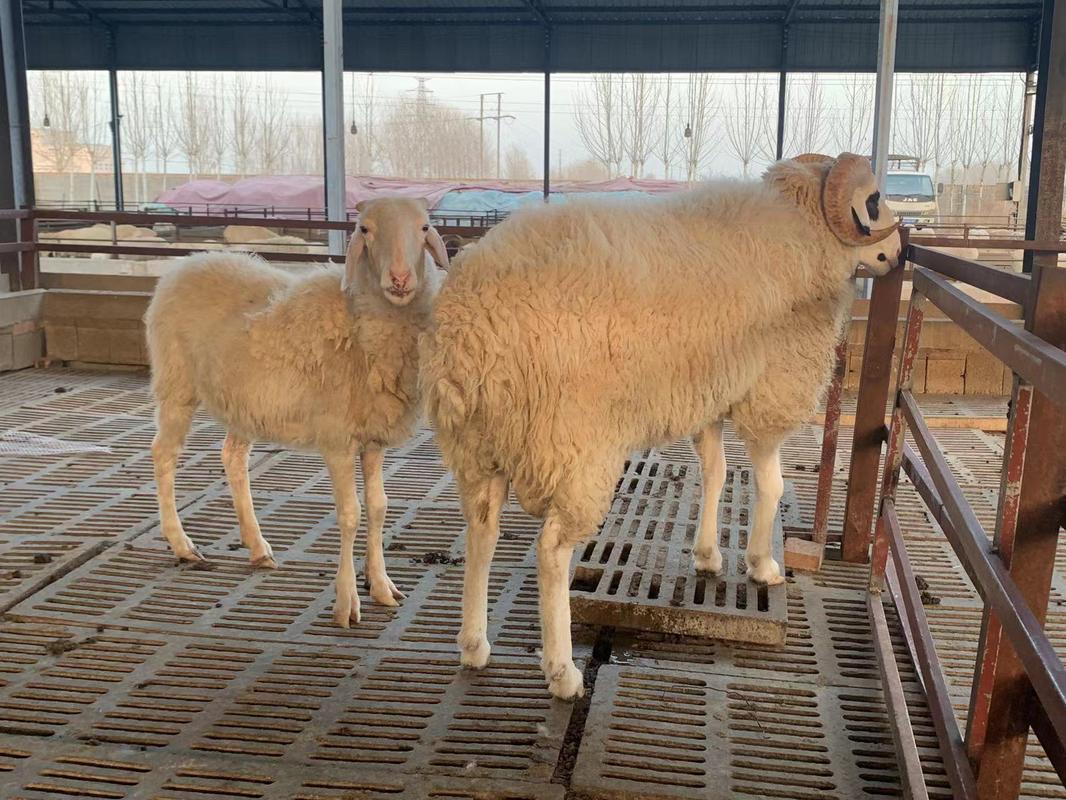 山东小尾寒羊养殖技术有哪些关键要点?-图3 山东小尾寒羊养殖技术有哪些关键要点?-图3