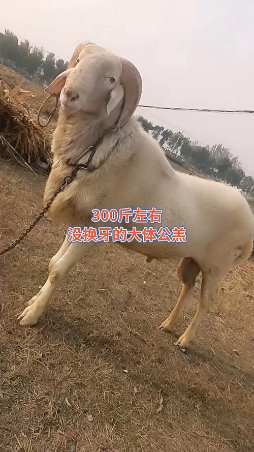 山东小尾寒羊养殖技术有哪些关键要点?-图2 山东小尾寒羊养殖技术有哪些关键要点?-图2