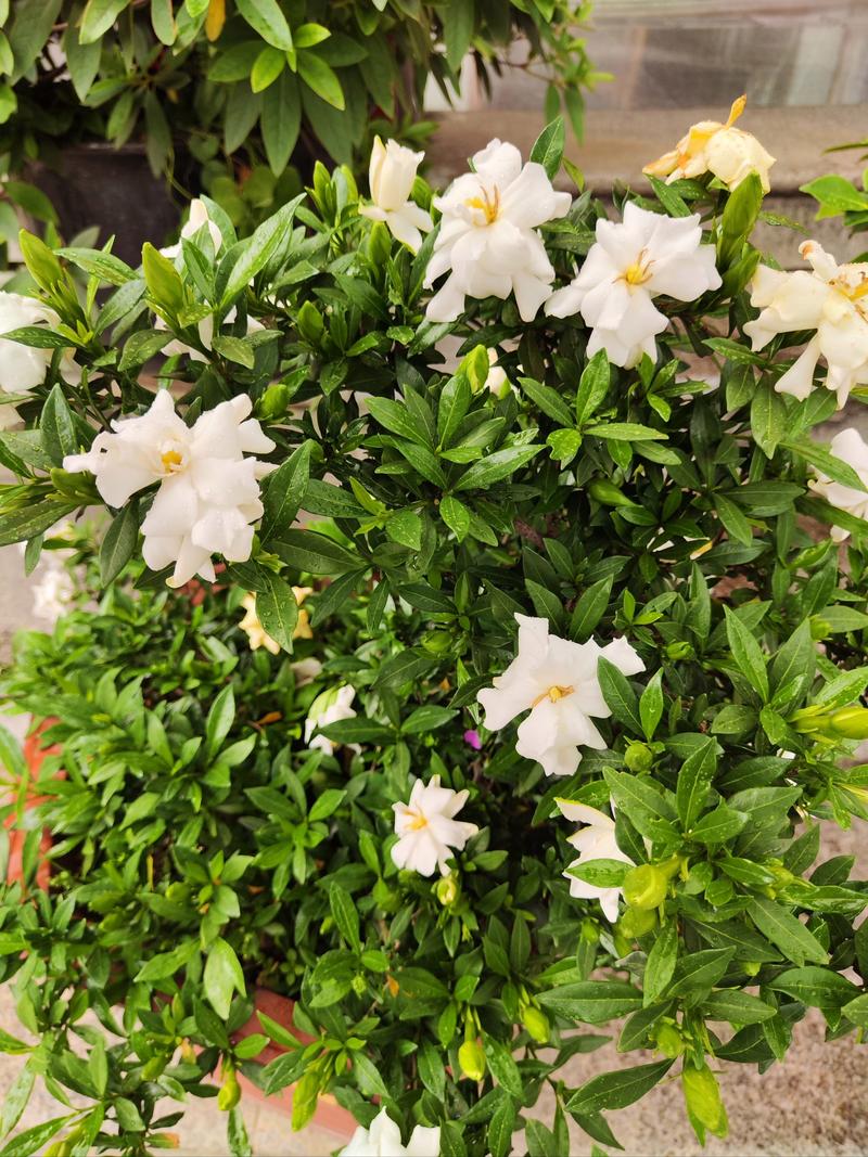 栀子花哪个品种最好？-图2