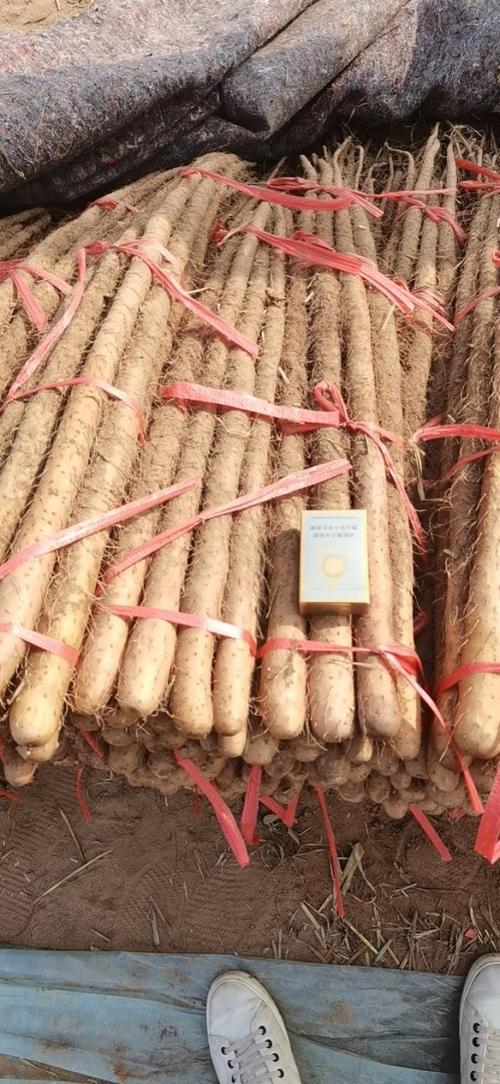 园山药优良品种有哪些？-图2