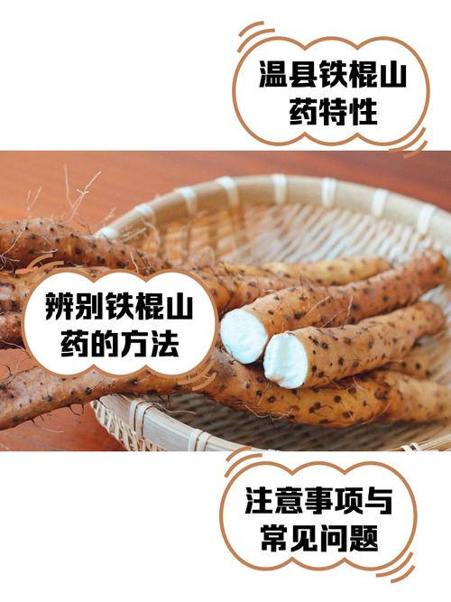 园山药优良品种有哪些？-图1