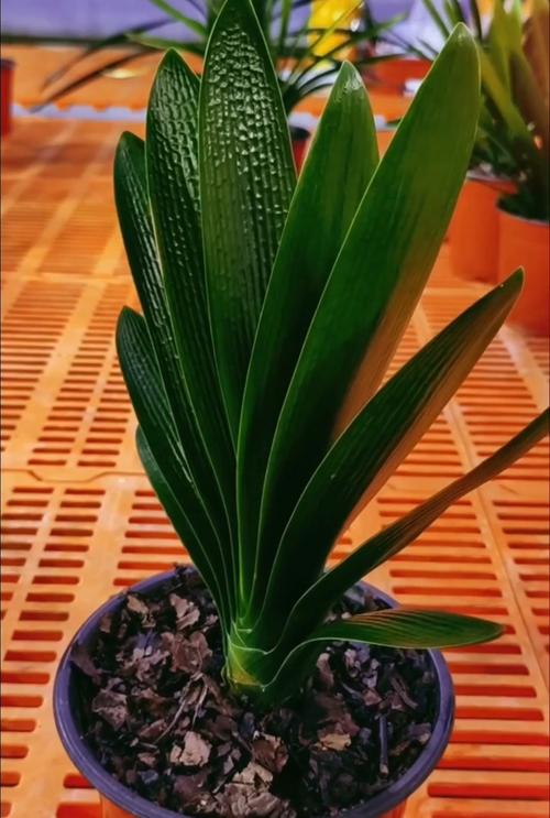 黑油匠君子兰品种特征是什么？-图2