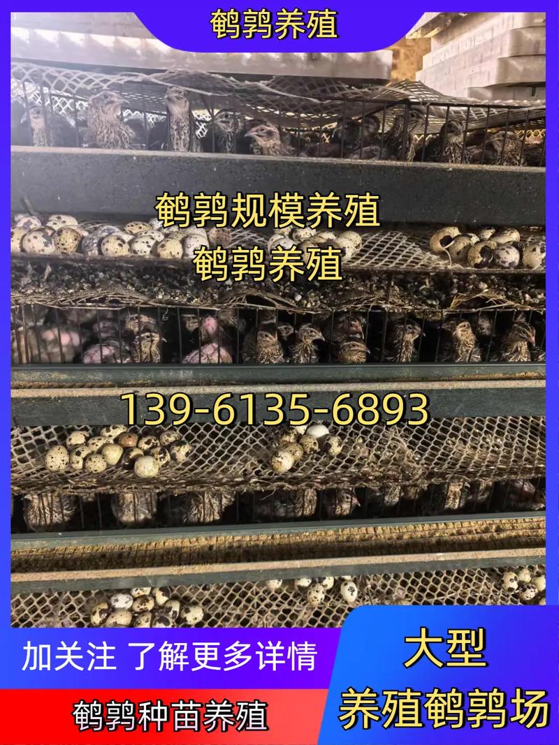 2025鹌鹑养殖技术有哪些新突破?-图1 2025鹌鹑养殖技术有哪些新突破?-图1