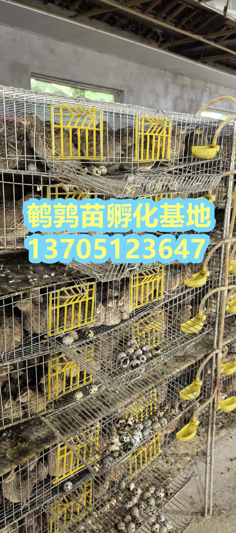 2025鹌鹑养殖技术有哪些新突破?-图2 2025鹌鹑养殖技术有哪些新突破?-图2