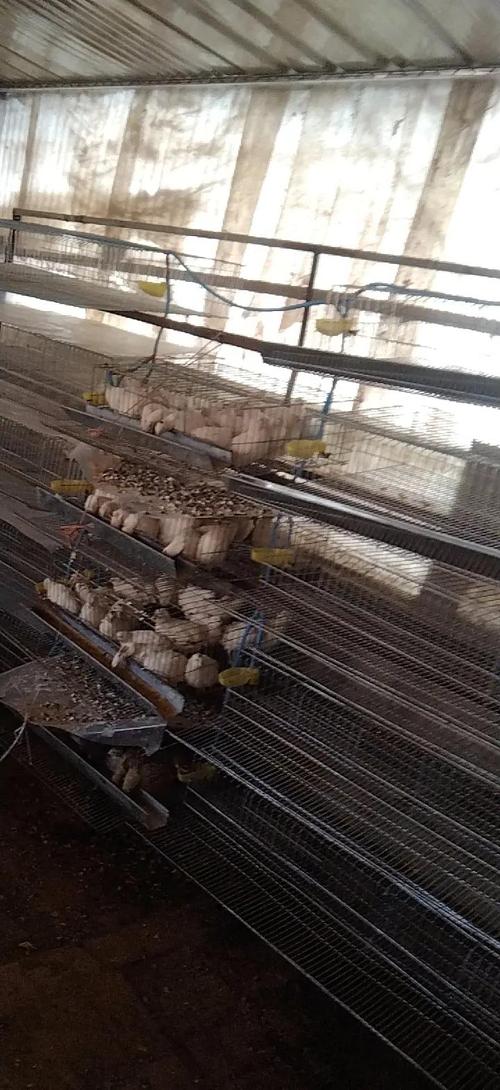 2025鹌鹑养殖技术有哪些新突破?-图3 2025鹌鹑养殖技术有哪些新突破?-图3