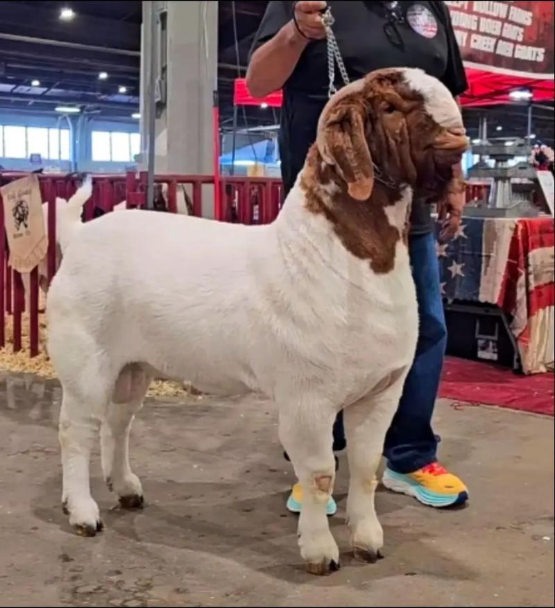 什么品种的山羊长得最快？-图1