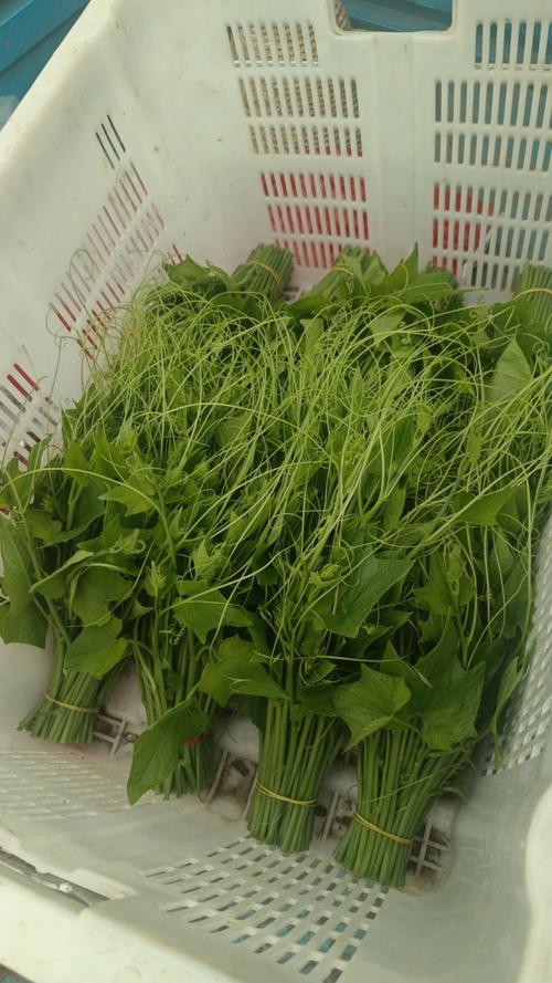 专产红苕尖的蔬菜品种有何特别之处?-图2 专产红苕尖的蔬菜品种有何特别之处?-图2