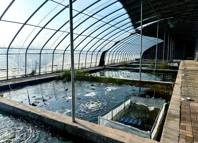 2025年龙虾养殖技术有哪些新突破？-图1