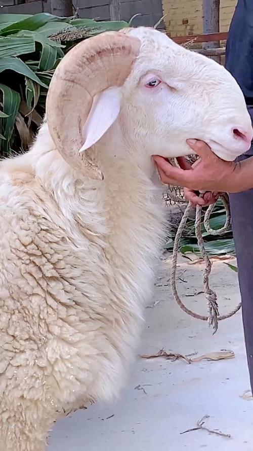 小尾寒羊冬季养殖要注意哪些技术?-图2 小尾寒羊冬季养殖要注意哪些技术?-图2