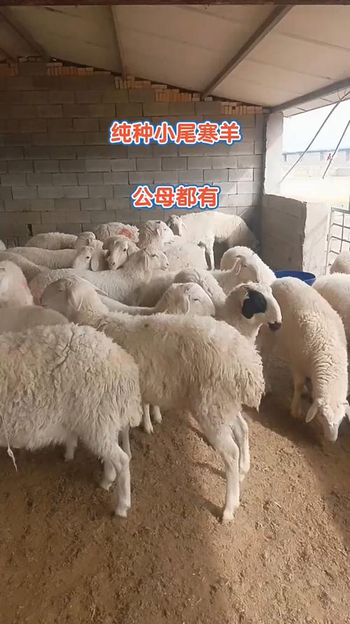 小尾寒羊冬季养殖要注意哪些技术?-图3 小尾寒羊冬季养殖要注意哪些技术?-图3