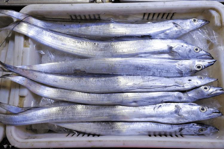 2025进口带鱼价格会涨还是跌？-图1