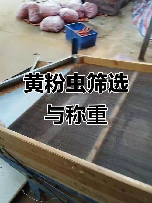 黄粉虫养殖技术39，关键点是什么？-图1