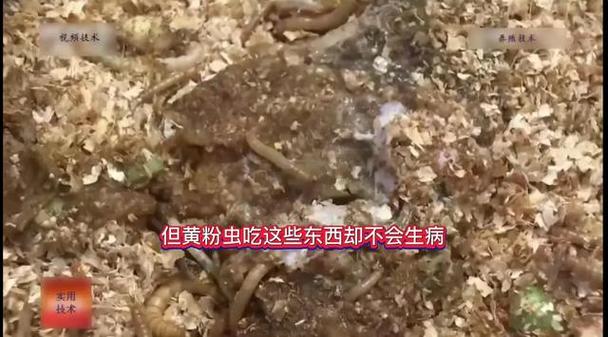 黄粉虫养殖技术39，关键点是什么？-图2