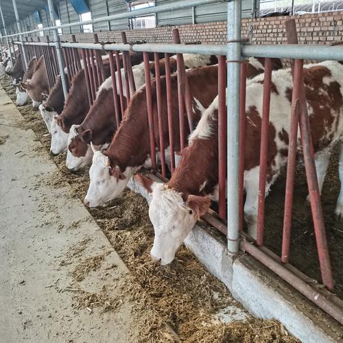 选啥品种母牛做繁殖好?-图1 选啥品种母牛做繁殖好?-图1