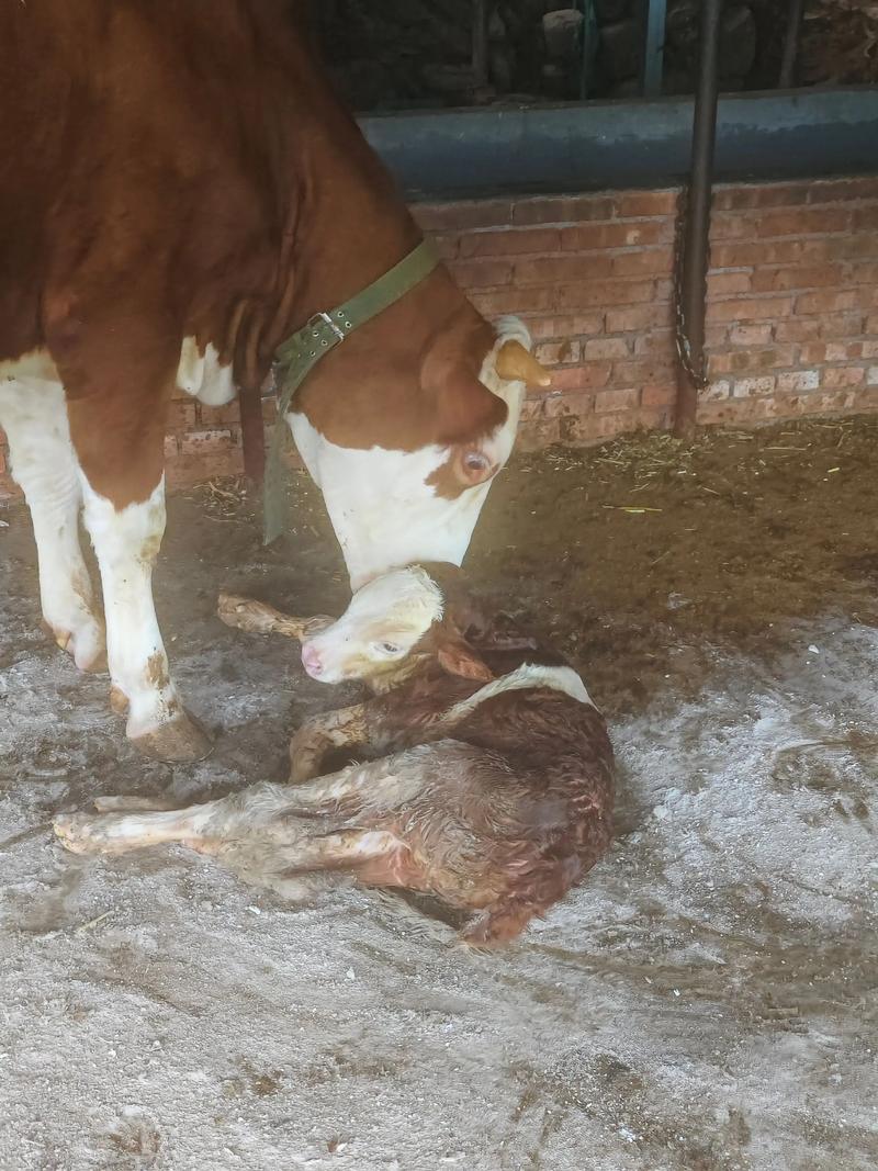 选啥品种母牛做繁殖好?-图3 选啥品种母牛做繁殖好?-图3
