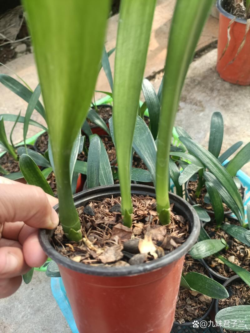 胜利君子兰老品种有何独特魅力?-图1 胜利君子兰老品种有何独特魅力?-图1