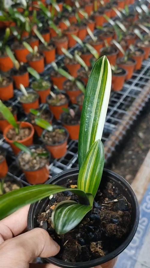 胜利君子兰老品种有何独特魅力?-图2 胜利君子兰老品种有何独特魅力?-图2