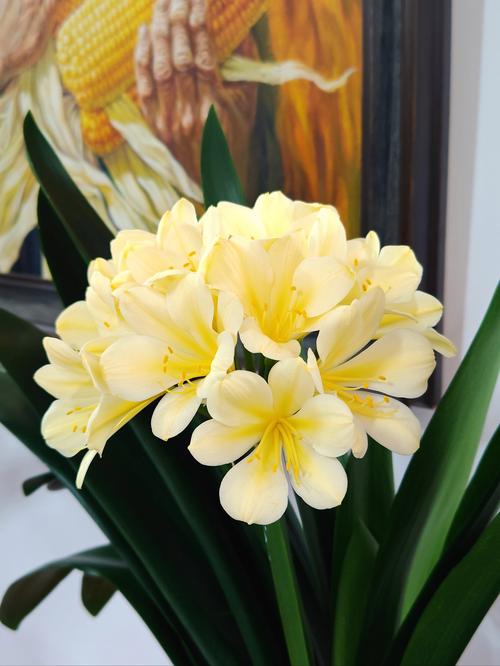 胜利君子兰老品种有何独特魅力?-图3 胜利君子兰老品种有何独特魅力?-图3